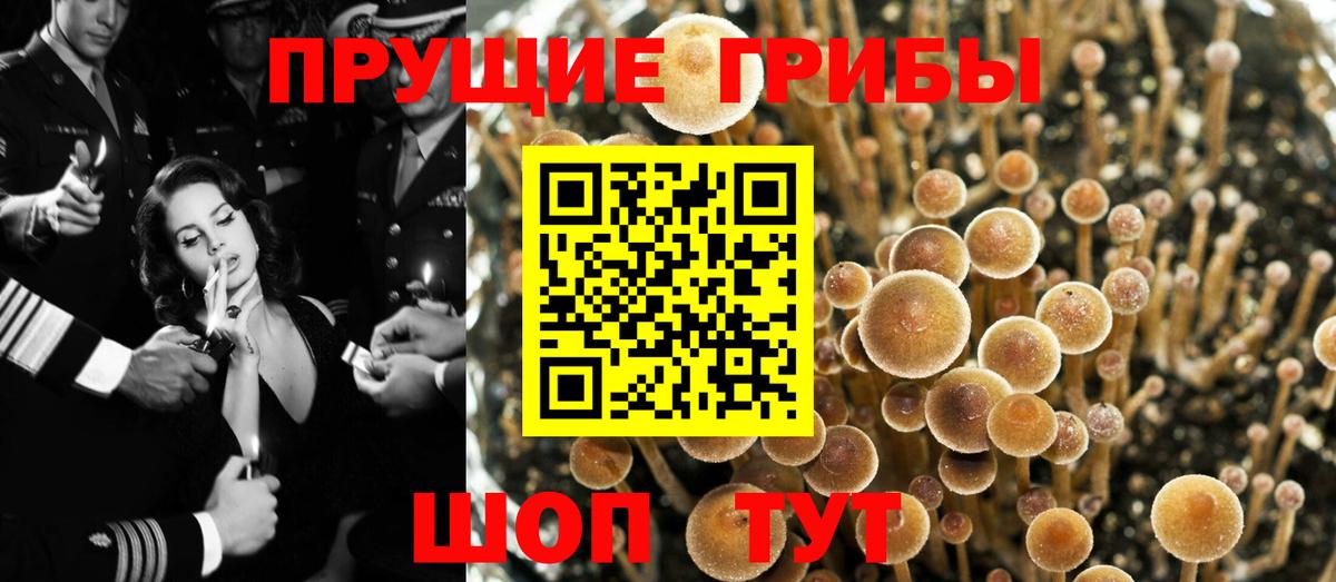 Псилоцибиновые грибы Cubensis  Медногорск 